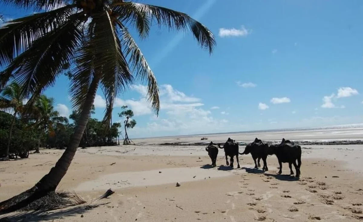 Descubra a Ilha de Marajó