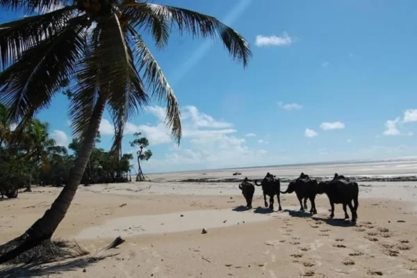 Descubra a Ilha de Marajó