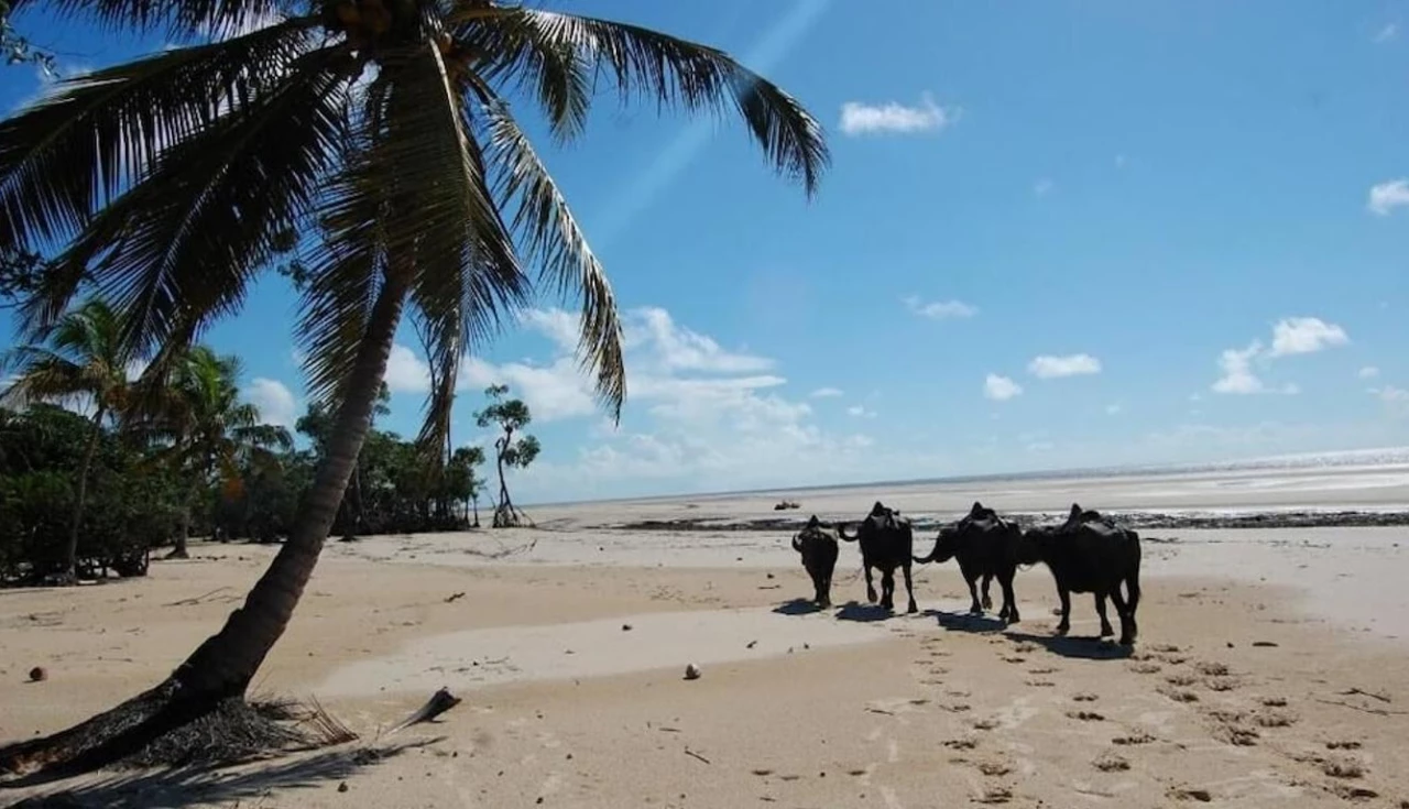 Descubra a Ilha de Marajó