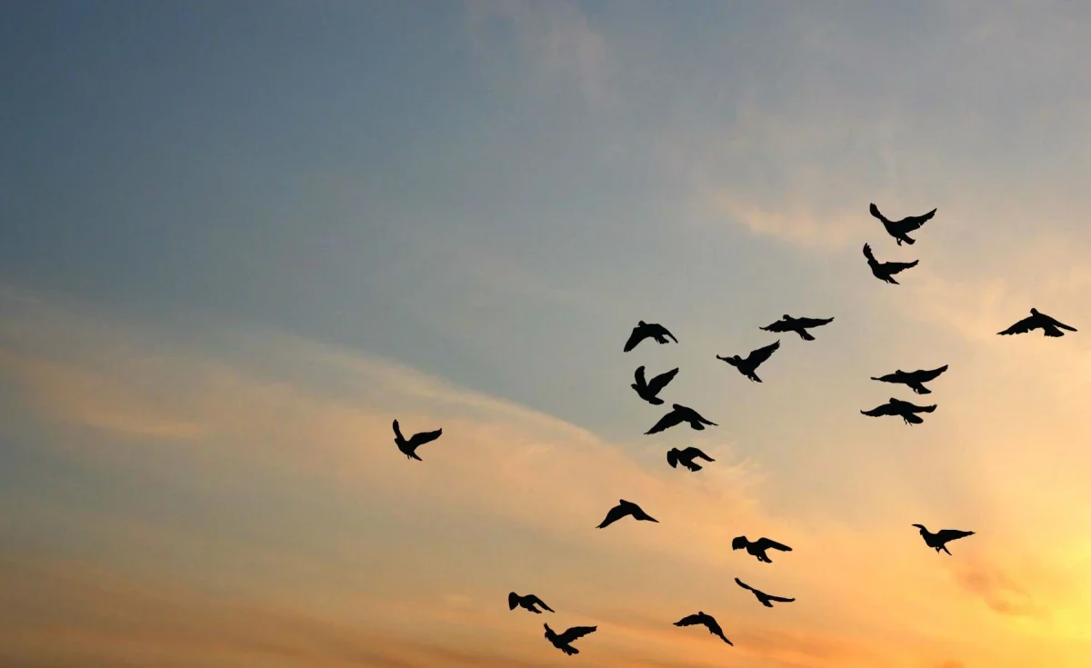 Viagem para Observação de Aves