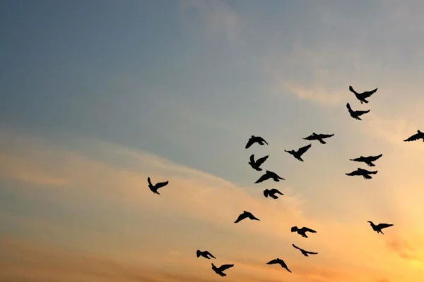 Viagem para Observação de Aves