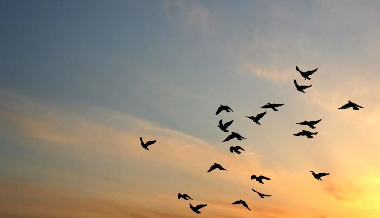 Viagem para Observação de Aves