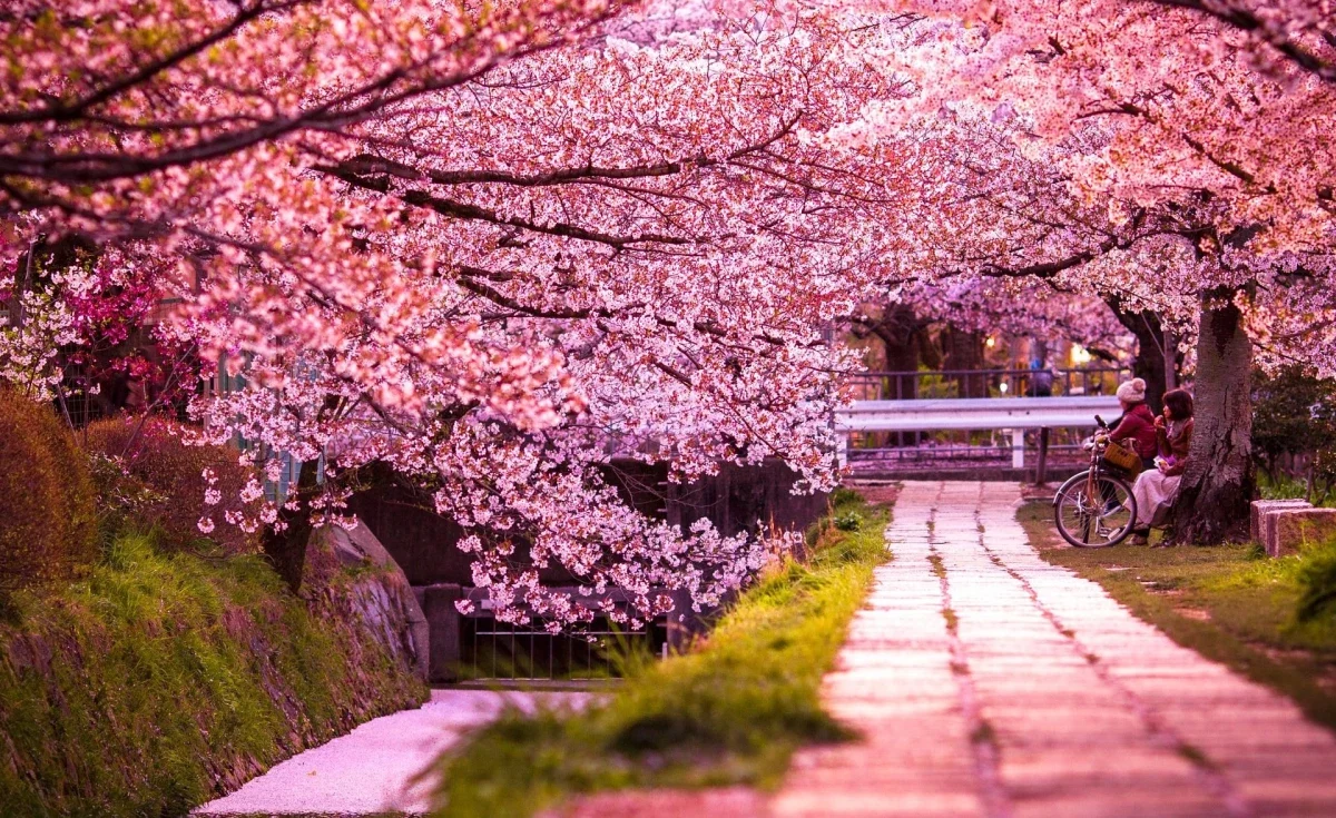 A primavera no Japão