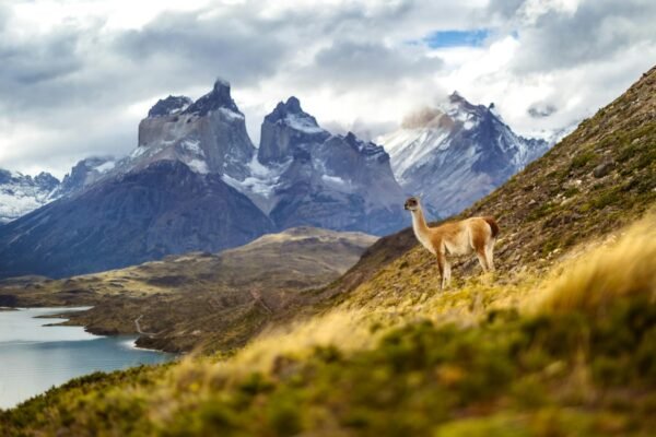 guanaco in andes