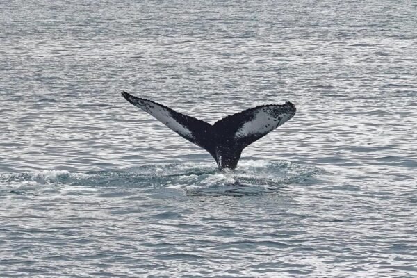 destinos-para-observar-baleias-no-brasil