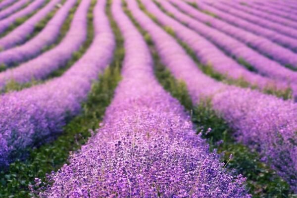 onde-e-quando-ver-os-campos-de-lavanda-na-franca