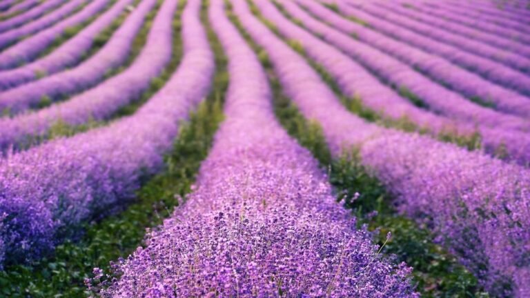 onde-e-quando-ver-os-campos-de-lavanda-na-franca