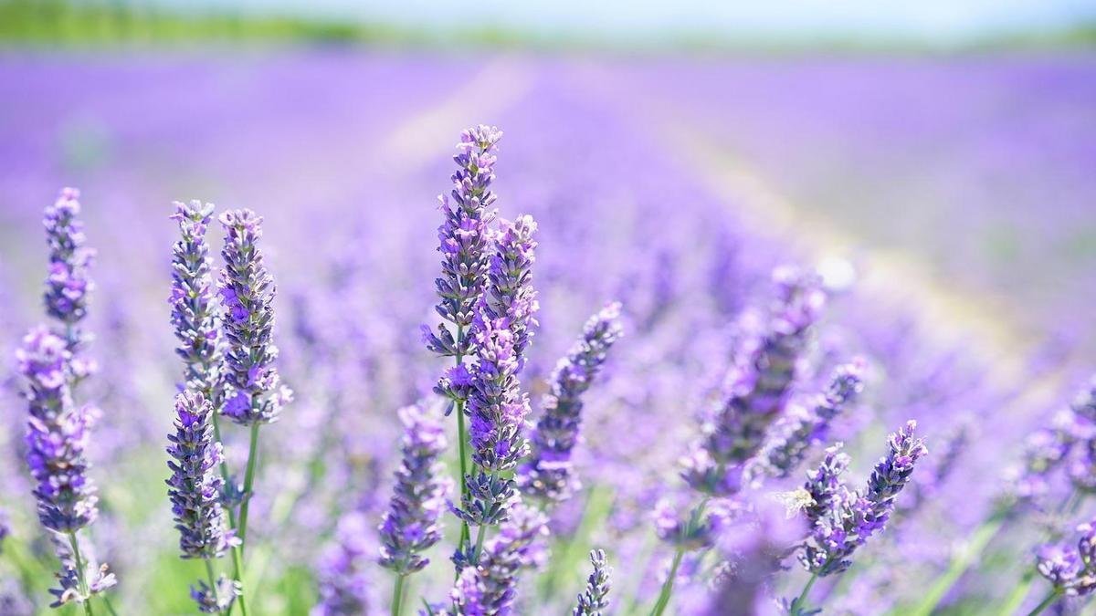 Onde e quando ver os campos de lavanda na França