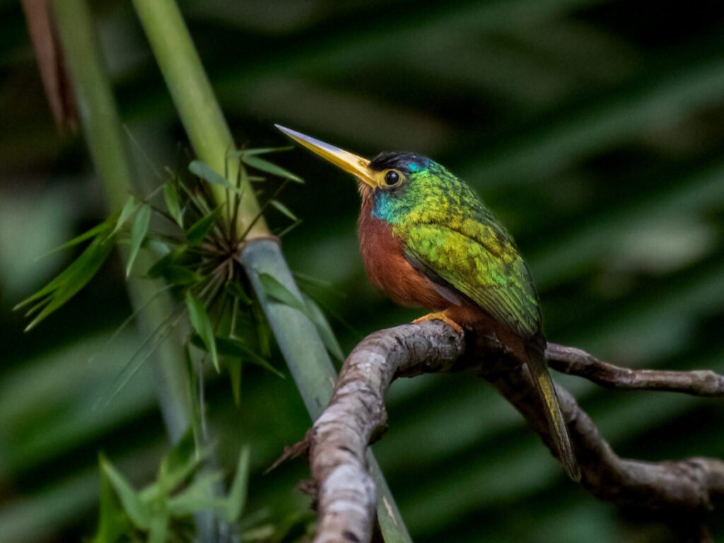 Ecoturismo e Observação de Aves