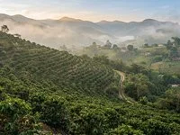 Serra de cafezais em encosta com neblina leve ao amanhecer e casas pequenas ao fundo
