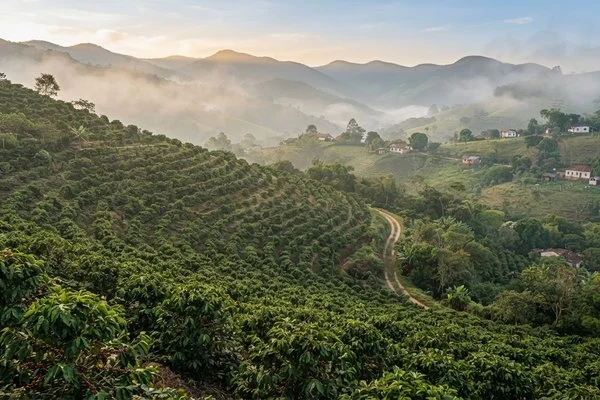 Serra de cafezais em encosta com neblina leve ao amanhecer e casas pequenas ao fundo